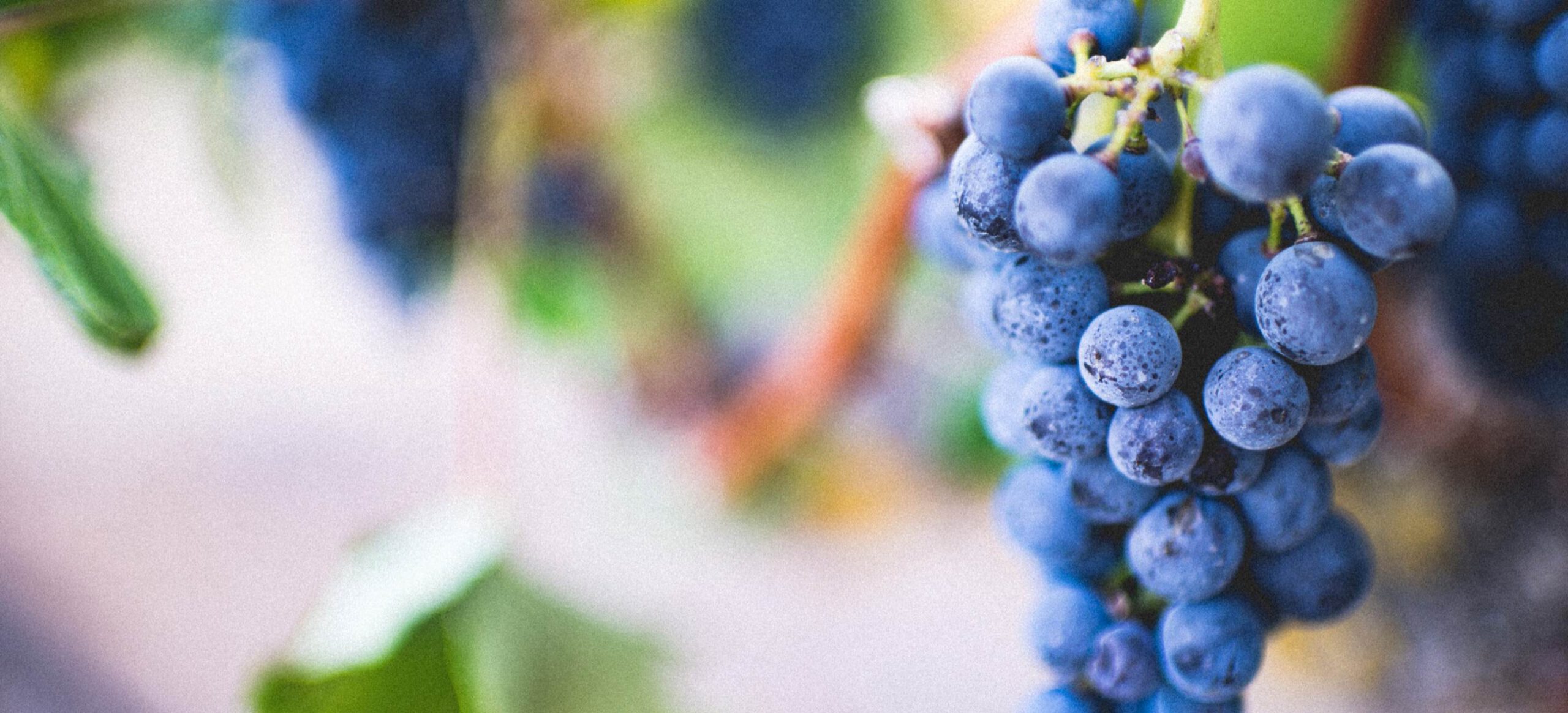 WORLDCHEFS Launches WORLDCHEFS Academy!